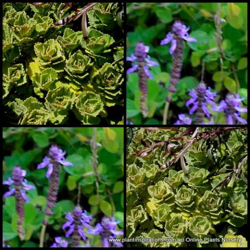 Cuban Mint/Spanish Thyme x 1 Succulents Plectranthus amboinicus Hardy plants Coleus Herbs Rockery Hanging Baskets Groundcover Cottage Garden Herbal Patio Balcony Border